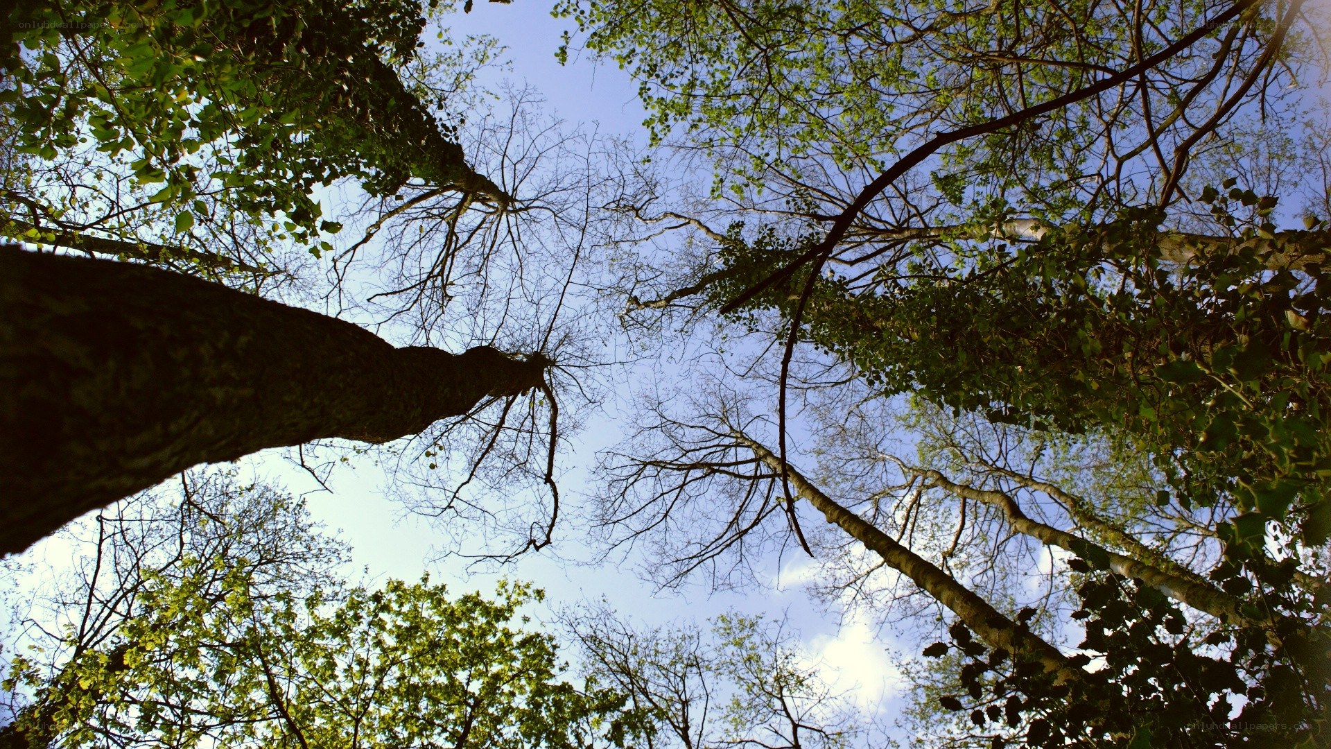 Forest canopy view from below