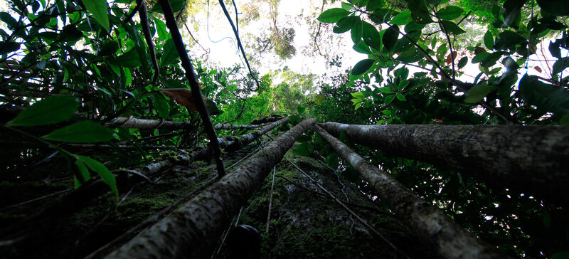 Forest canopy view from below