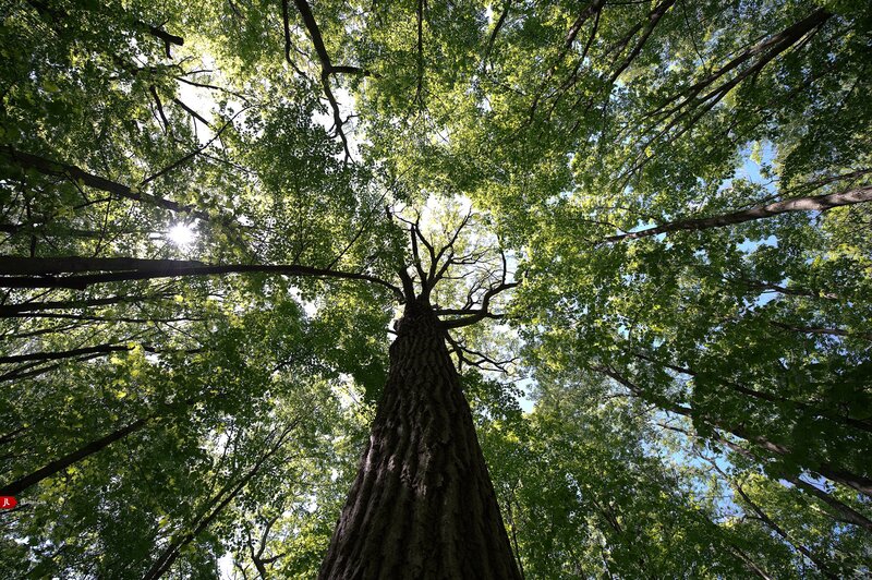 Forest canopy view from below