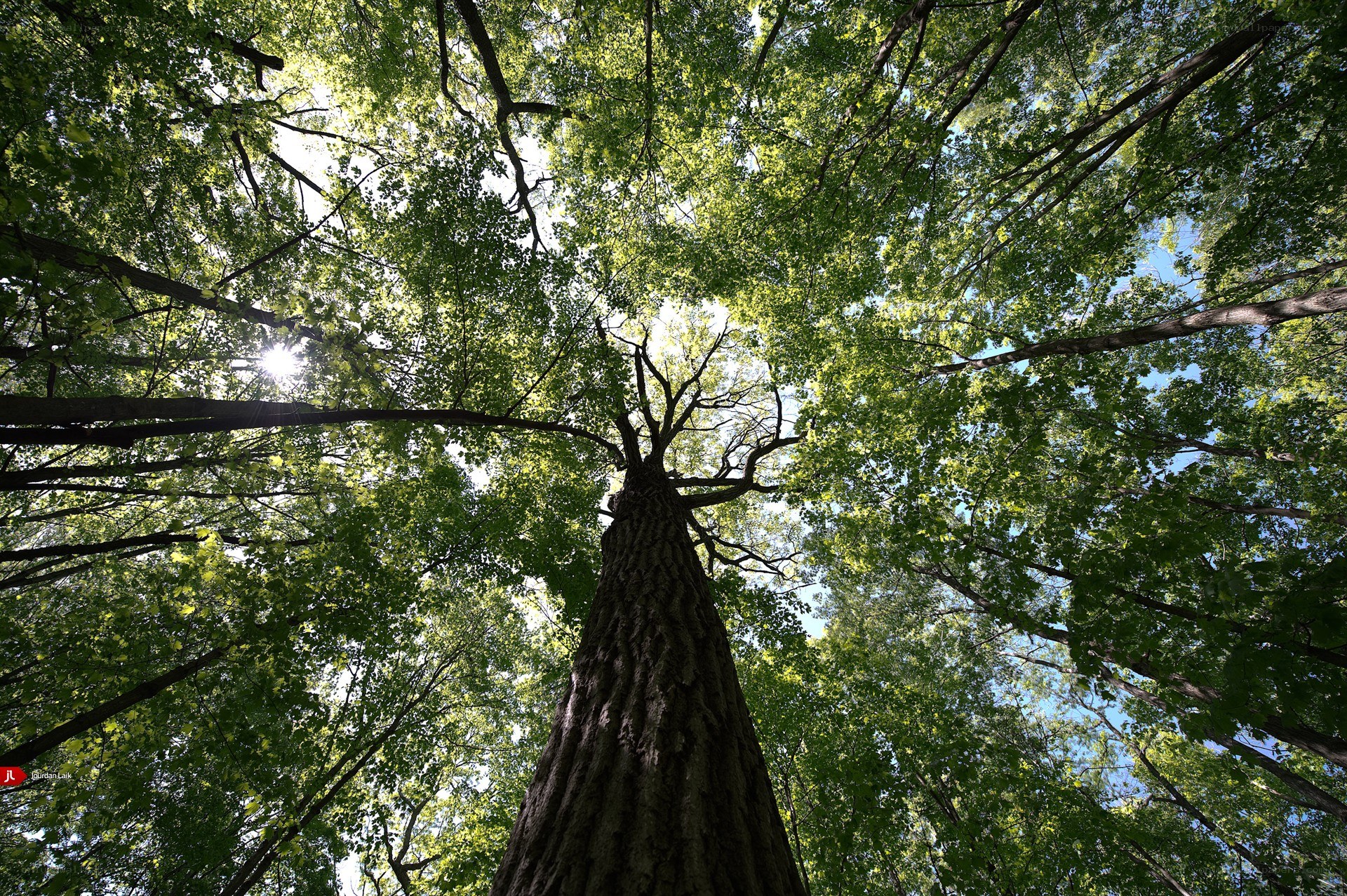 Forest canopy view from below