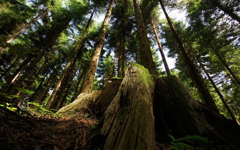 Forest canopy view from below