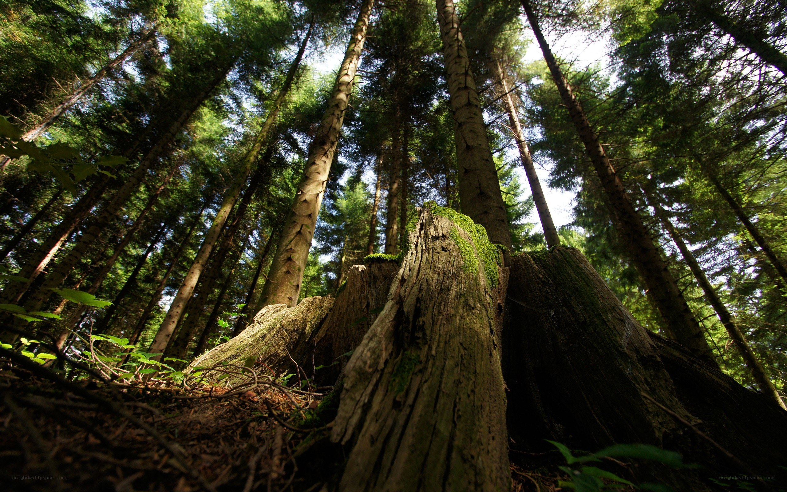 Forest canopy view from below