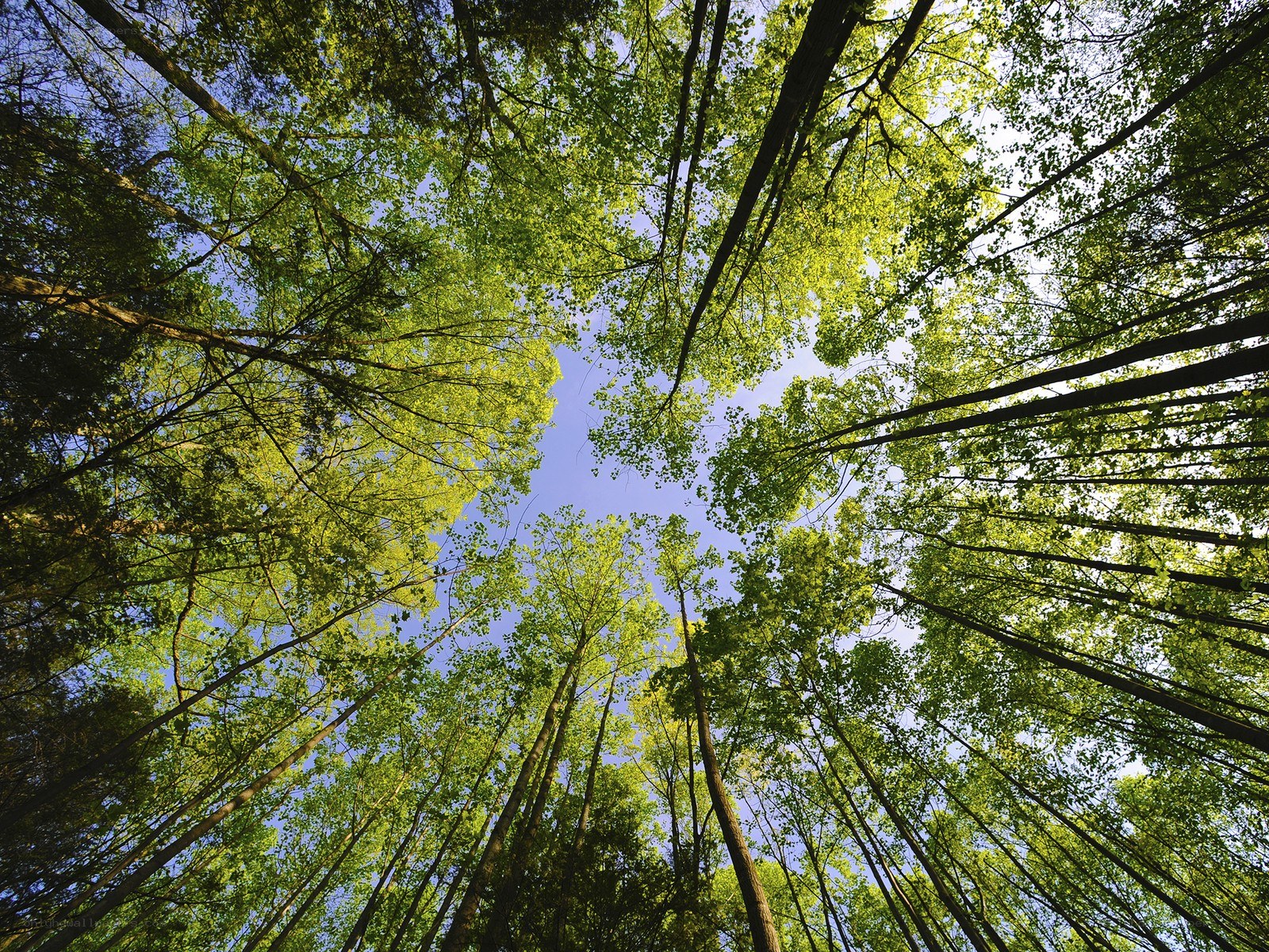 Forest canopy view from below