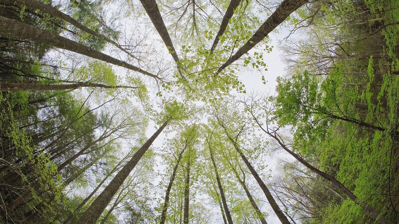 Forest canopy view from below