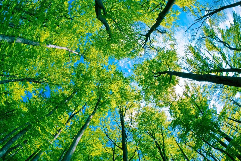 Forest canopy view from below