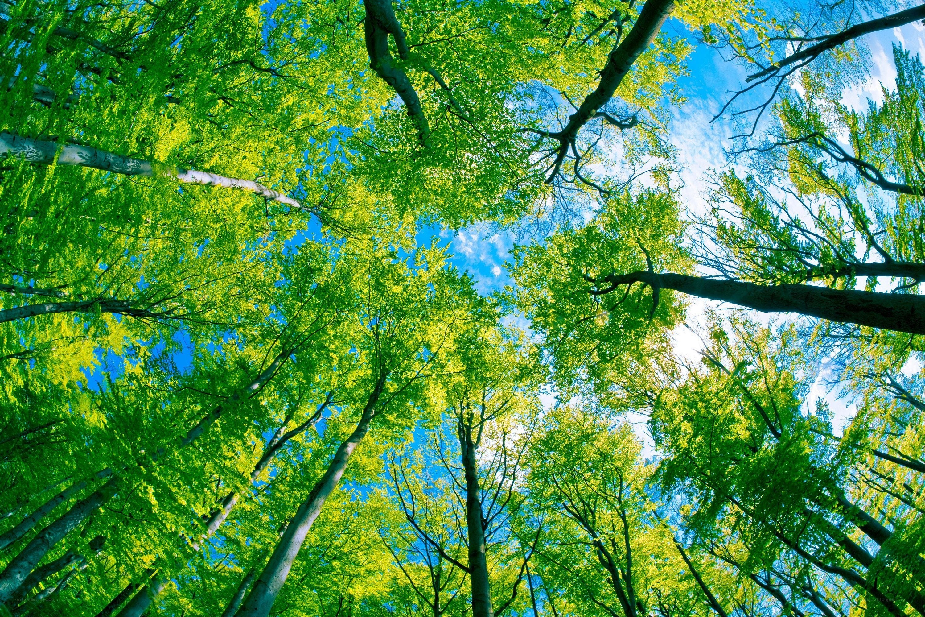 Forest canopy view from below