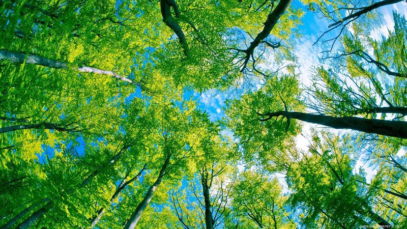 Forest canopy view from below