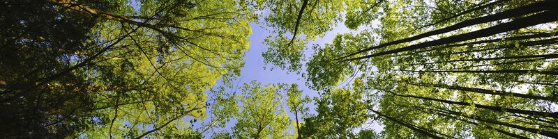 Forest canopy view from below