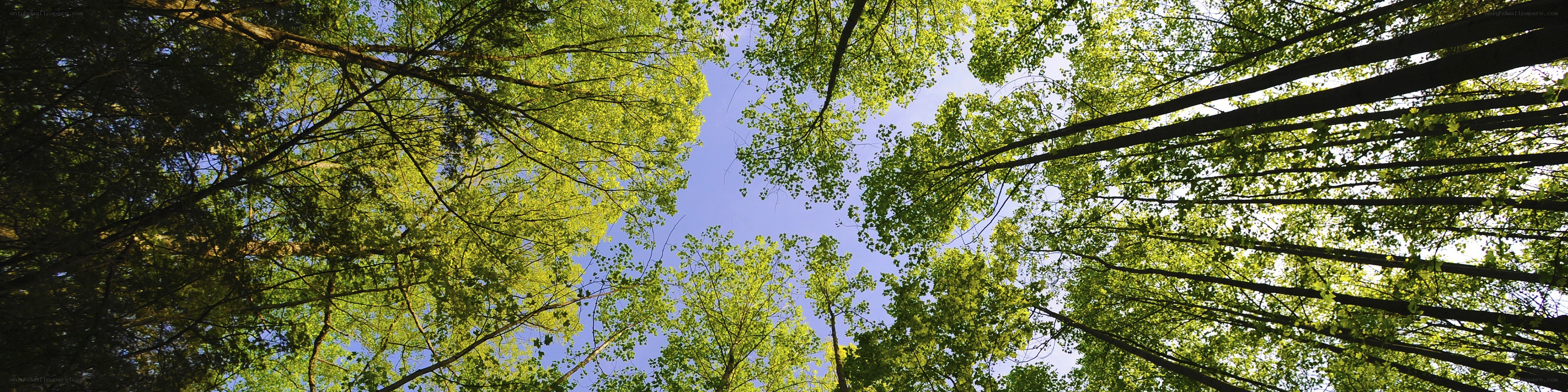 Forest canopy view from below