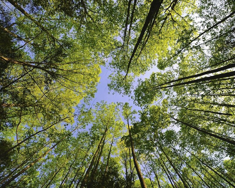 Forest canopy view from below
