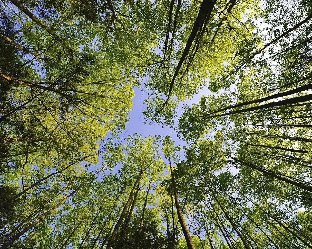 Forest canopy view from below