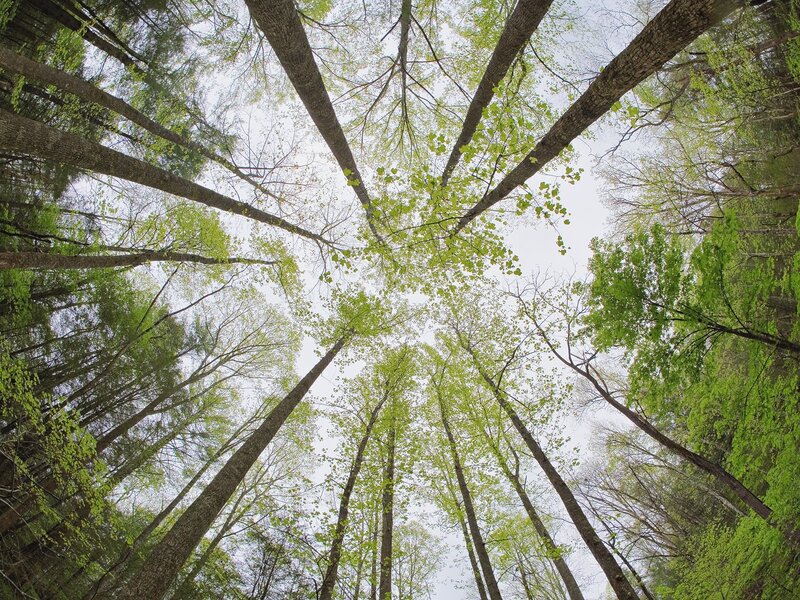 Forest canopy view from below