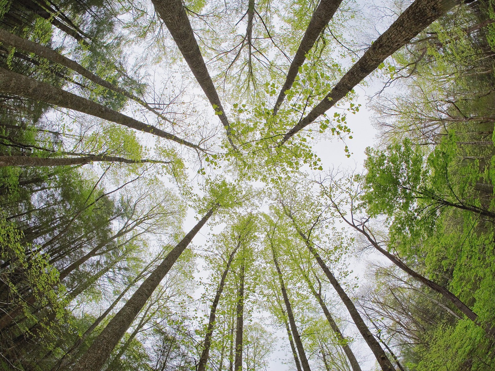 Forest canopy view from below