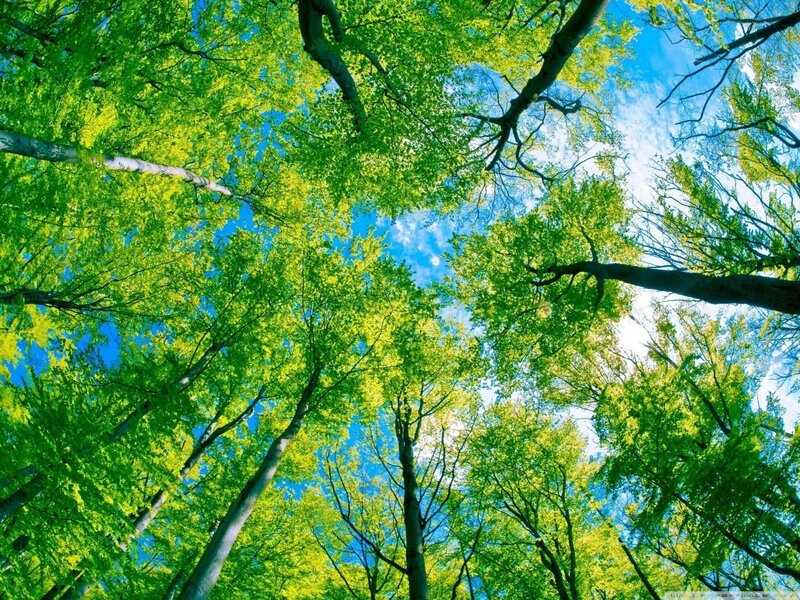 Forest canopy view from below