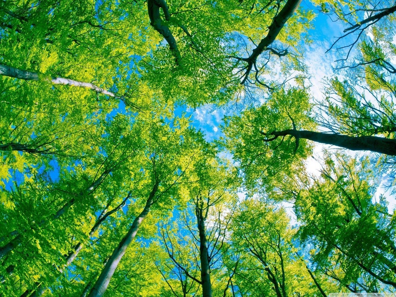 Forest canopy view from below