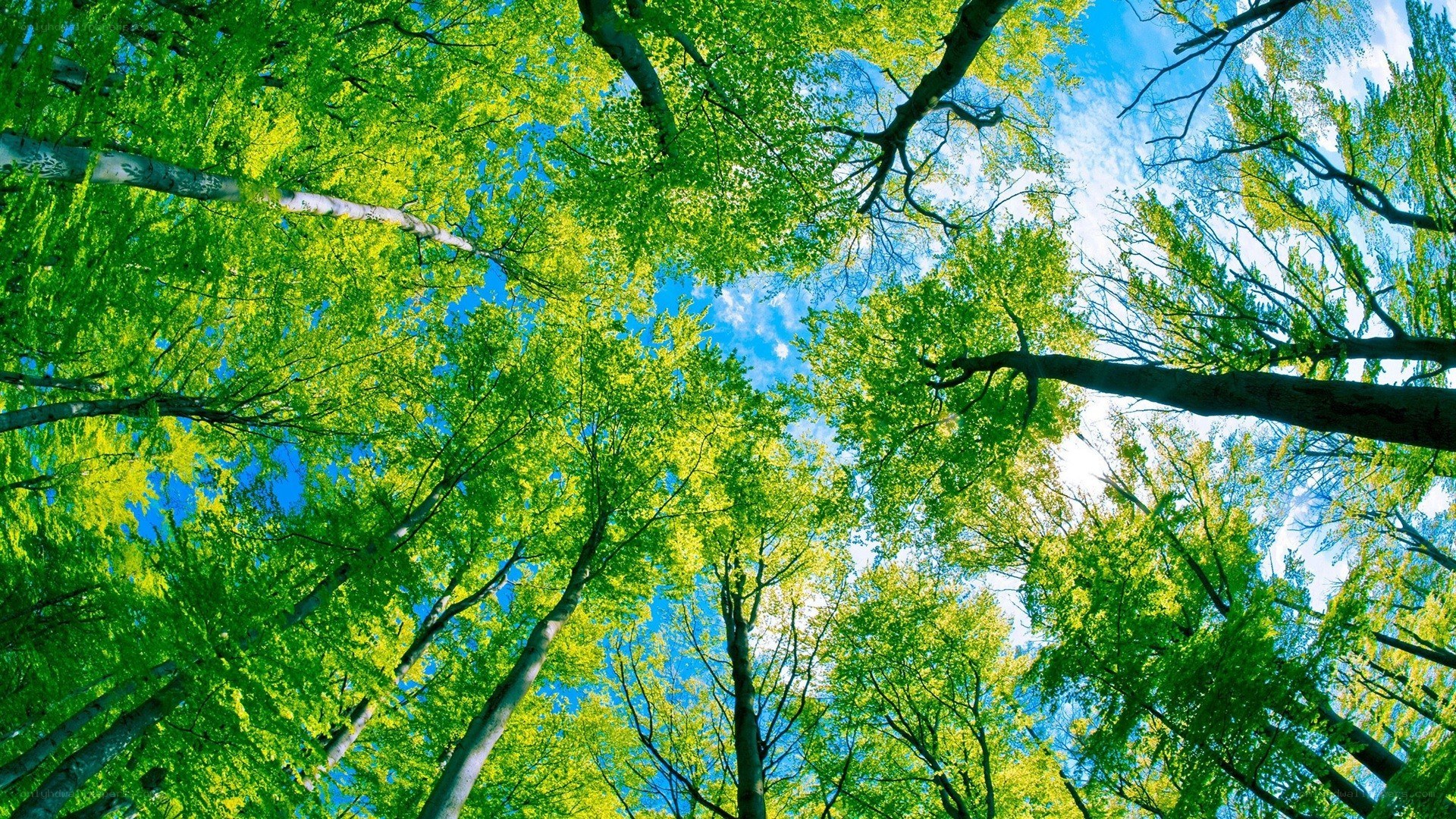 Forest canopy view from below