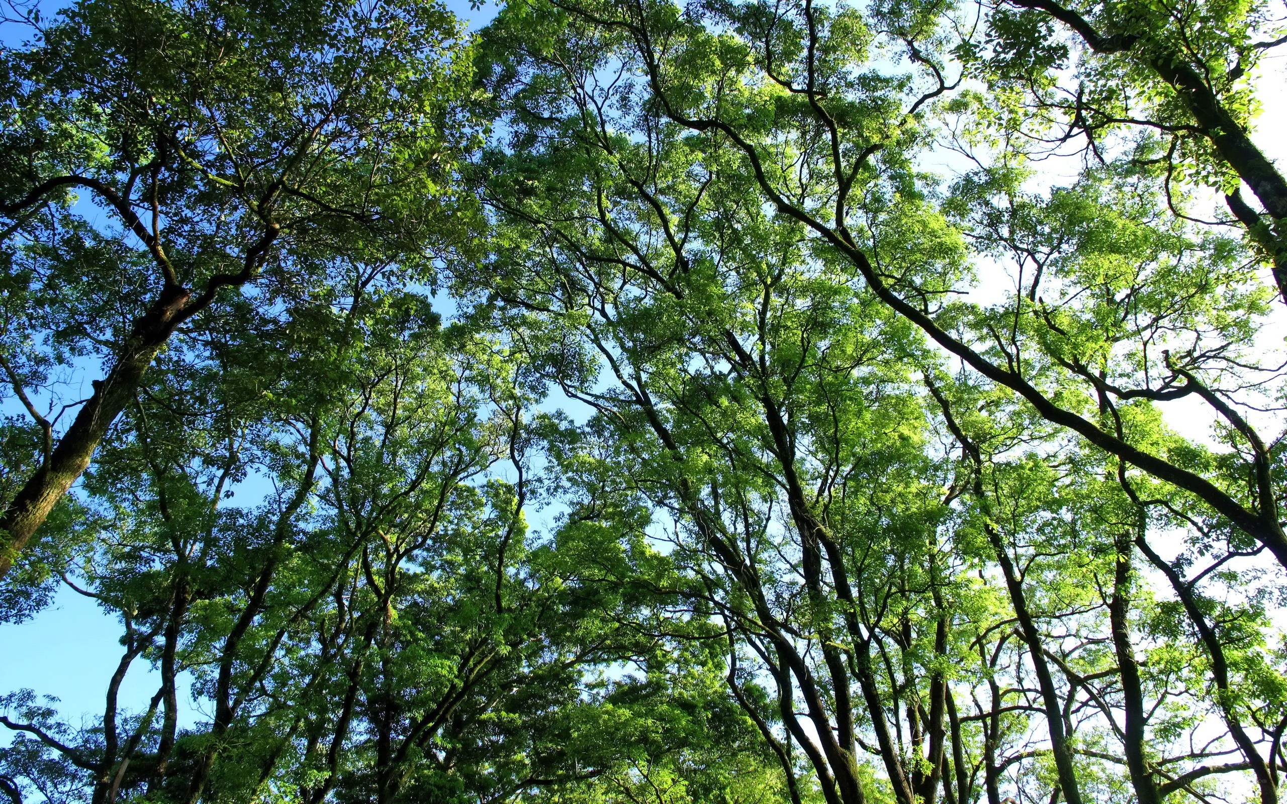 Forest canopy view from below