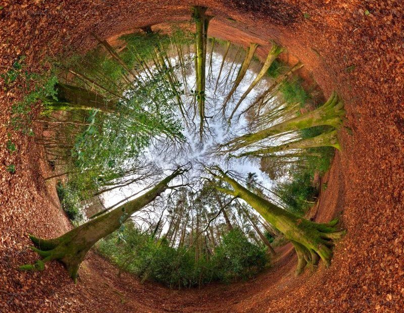 Forest canopy view from below