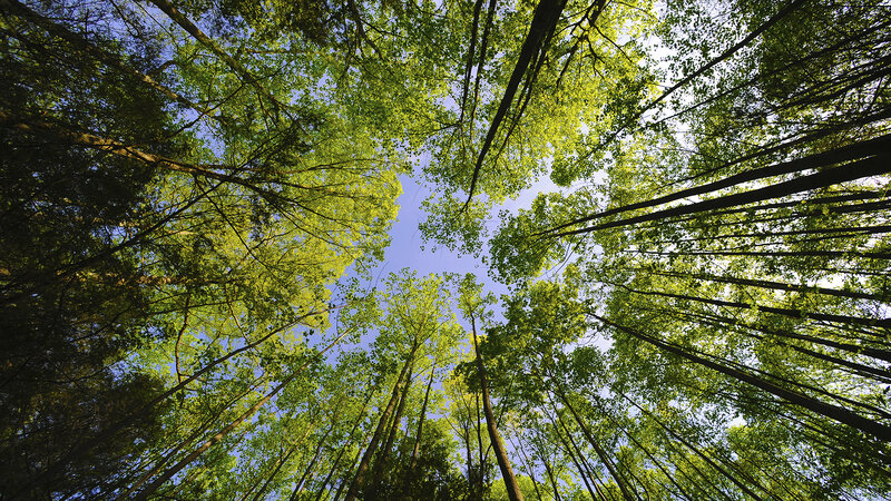 Forest canopy view from below