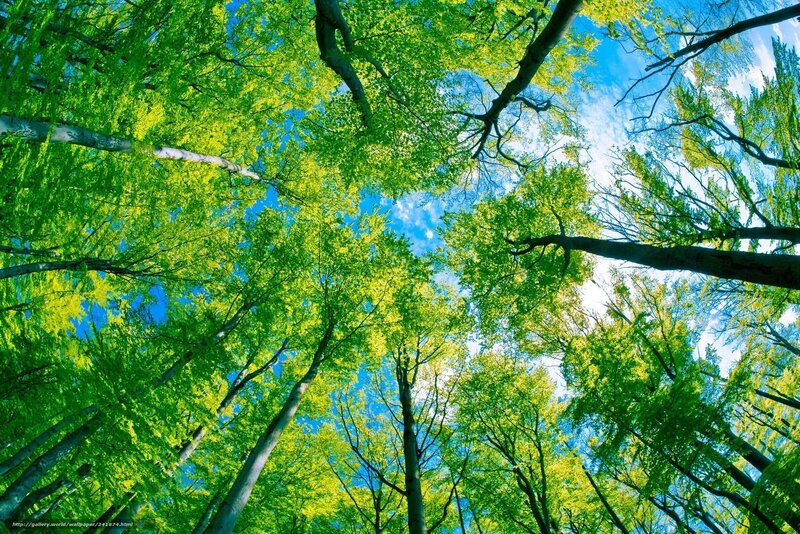 Forest canopy view from below