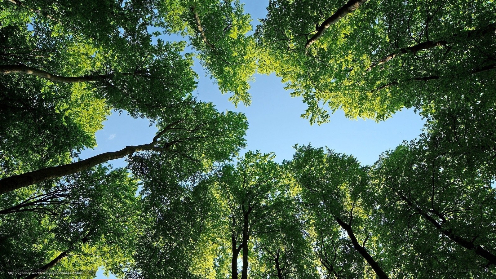 Forest canopy view from below