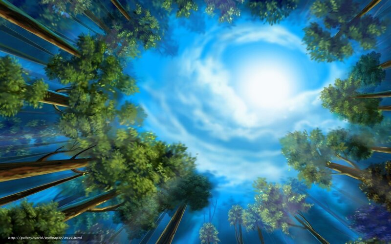 Forest canopy view from below