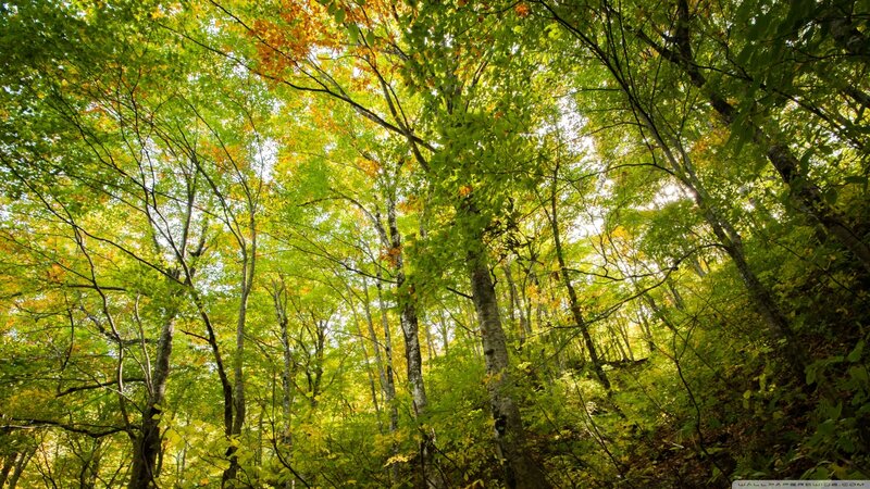 Forest Canopy View — Green, Serene, Autumn