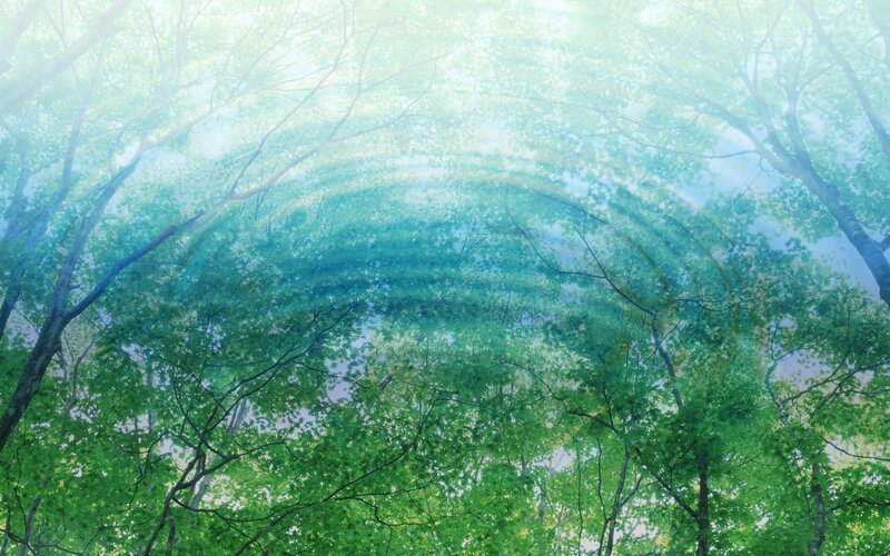 Forest Canopy View — Green, Serene, Morning