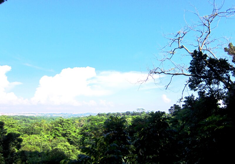 Forest Canopy View — Green, Serene