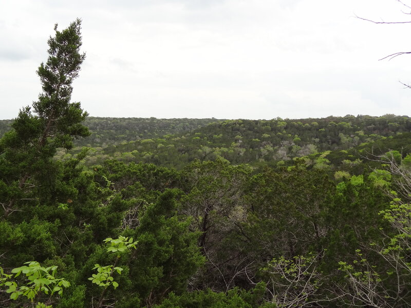 Forest Canopy View — Green