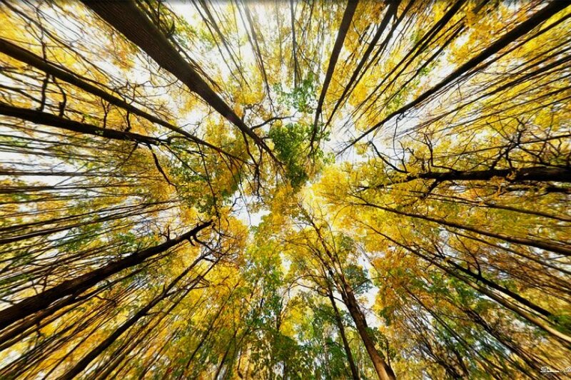 Forest Canopy View — Yellow
