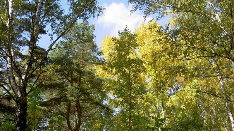 Forest canopy with birch and pine trees