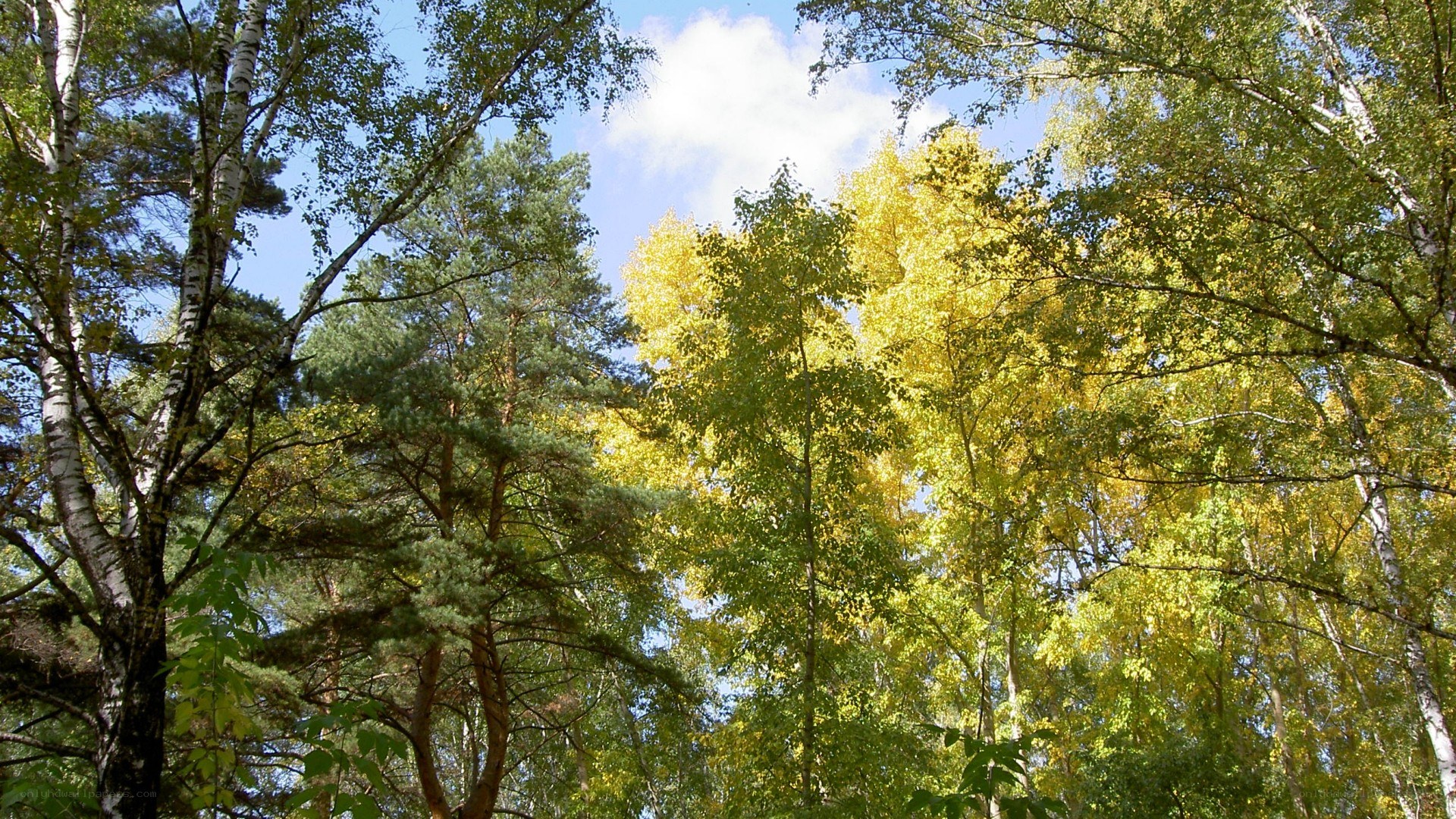 Forest canopy with birch and pine trees