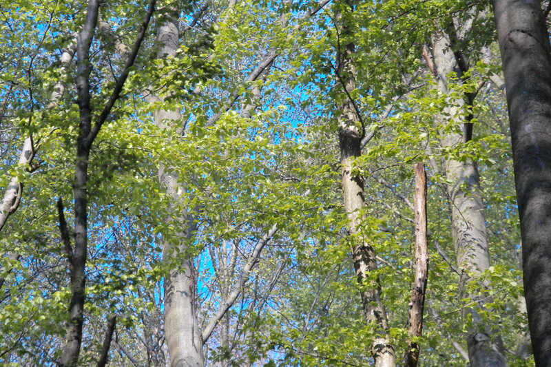 Forest canopy with blue sky