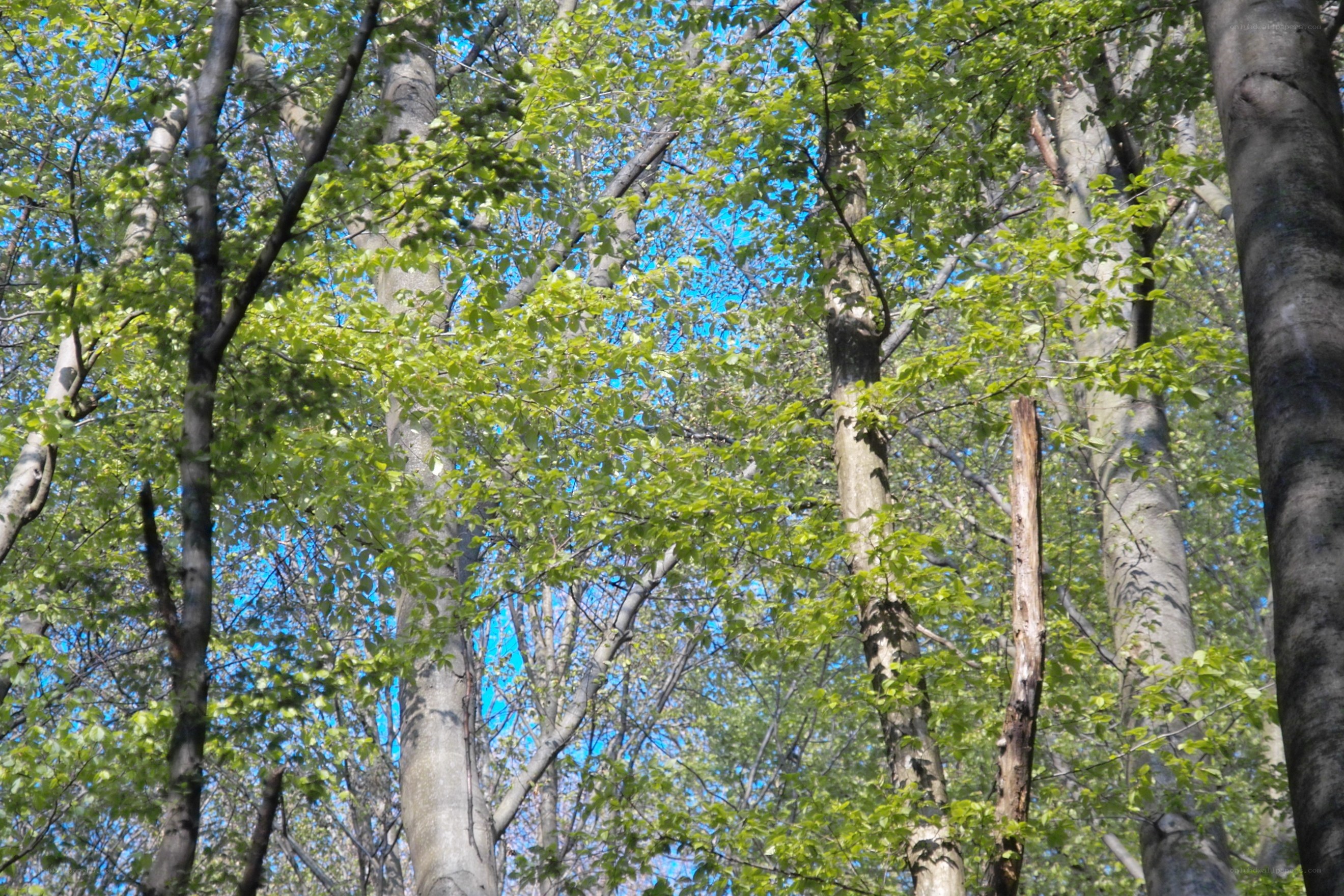 Forest canopy with blue sky
