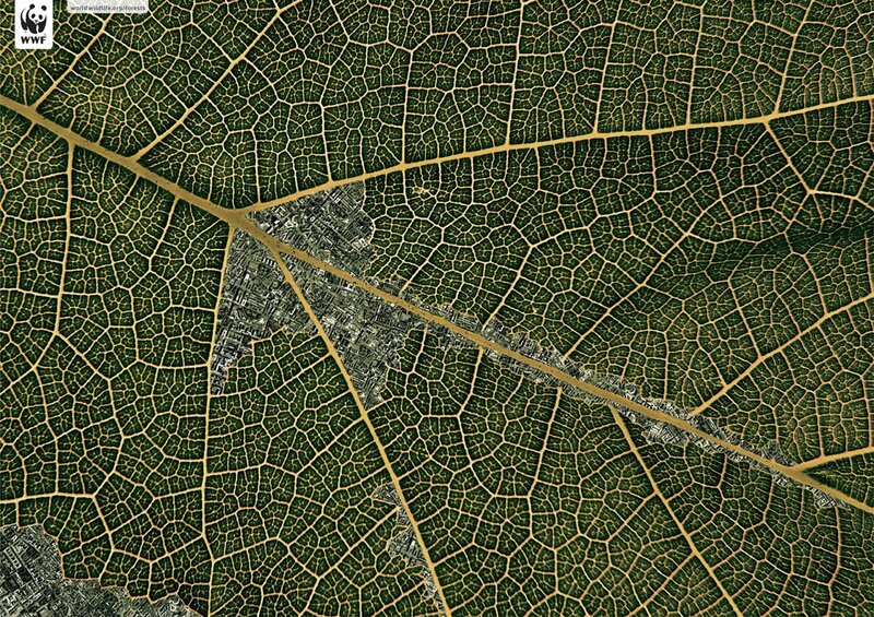 Forest canopy with city overlay