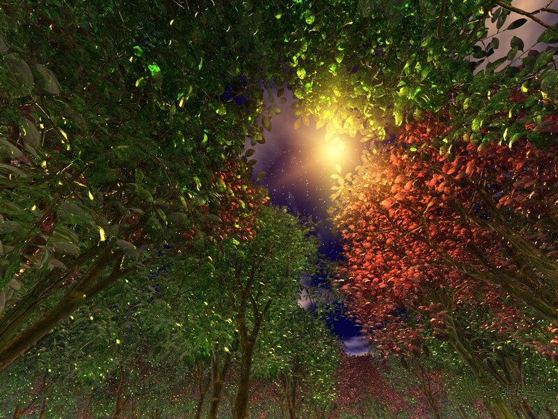 Forest canopy with glowing light