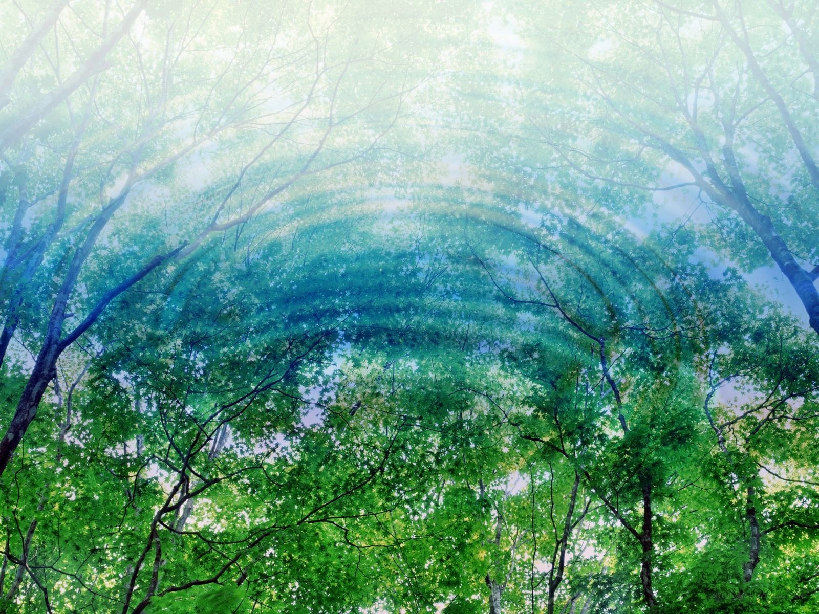 Forest canopy with light rays