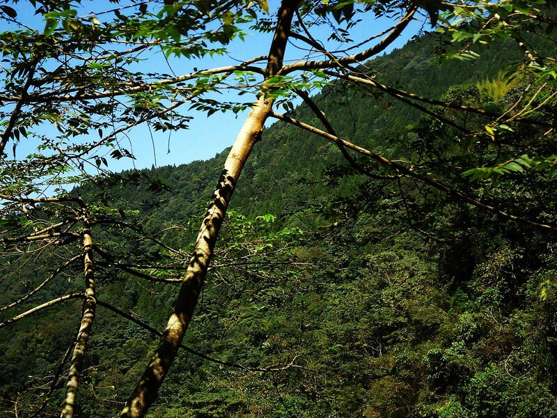Forest canopy with mountain view