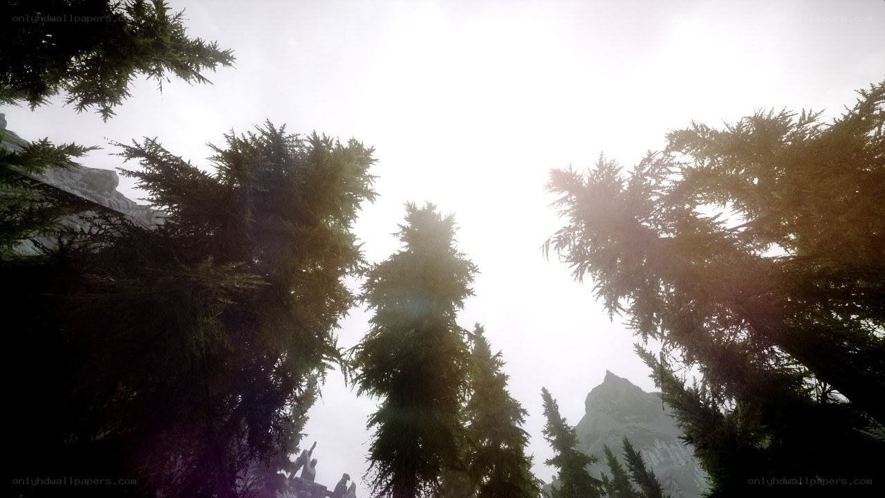 forest canopy with mountain view