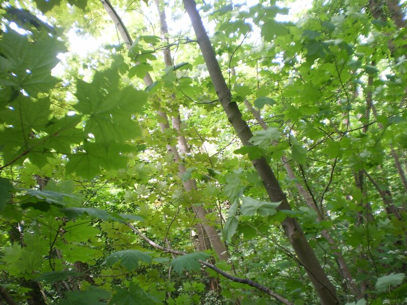 Forest canopy with sunlight