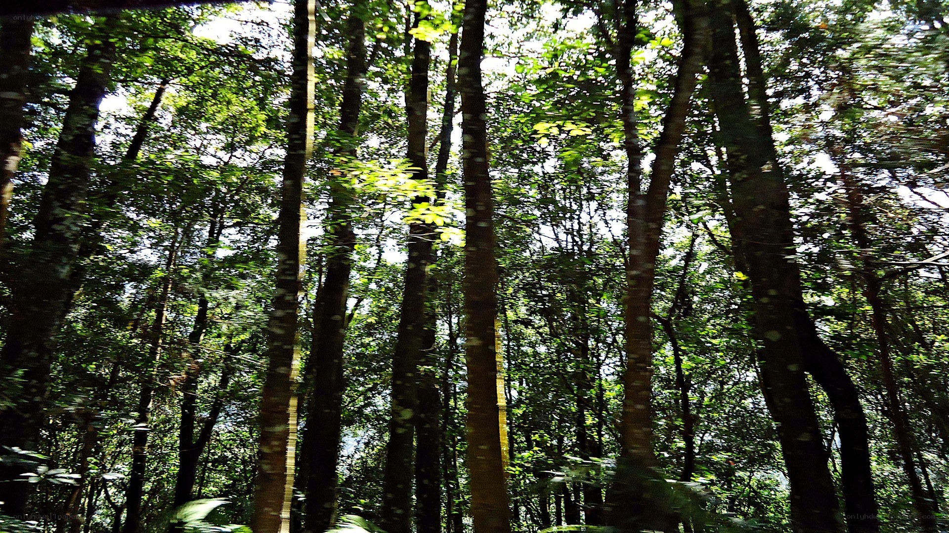 Forest canopy with sunlight