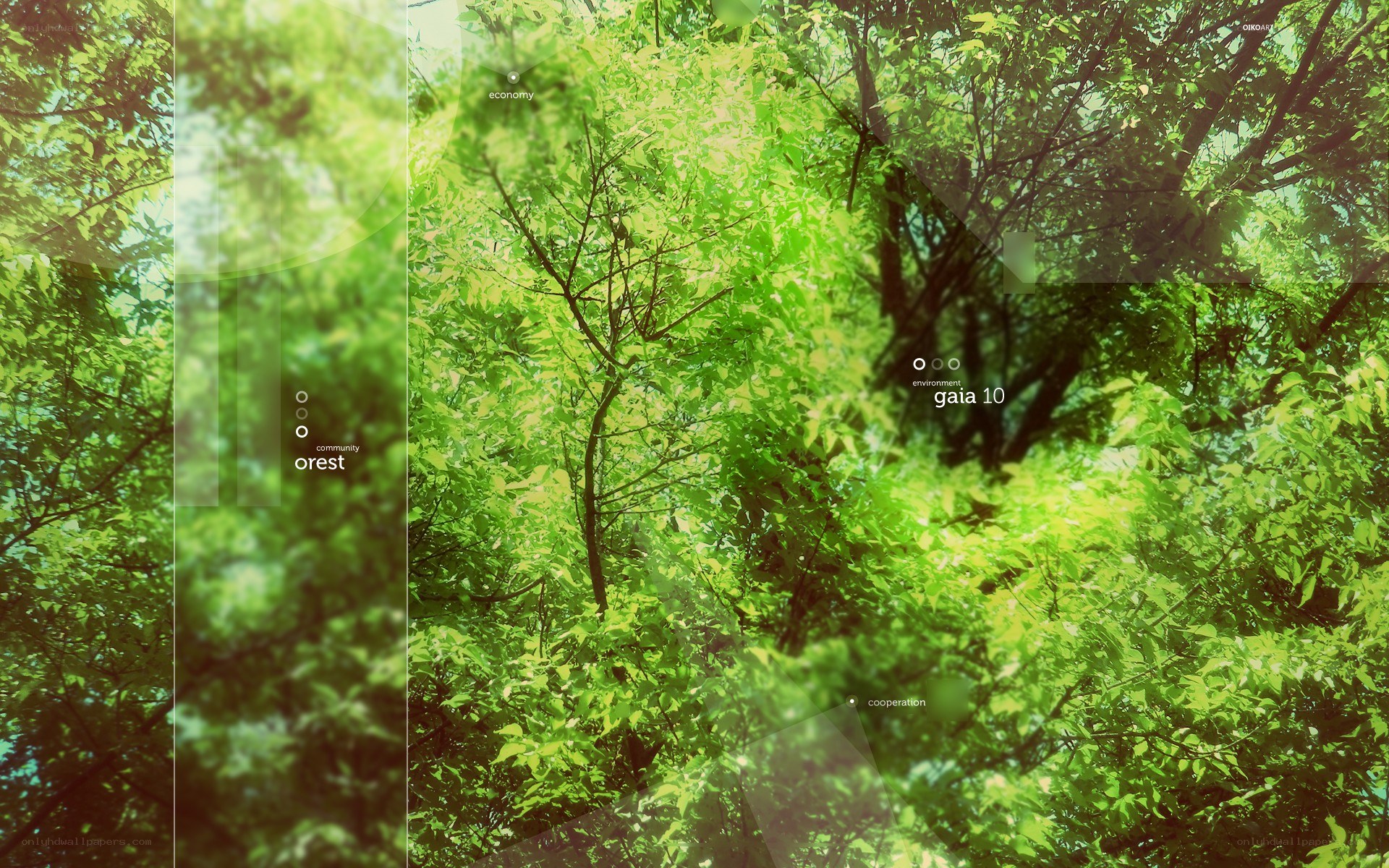 Forest canopy with text overlay