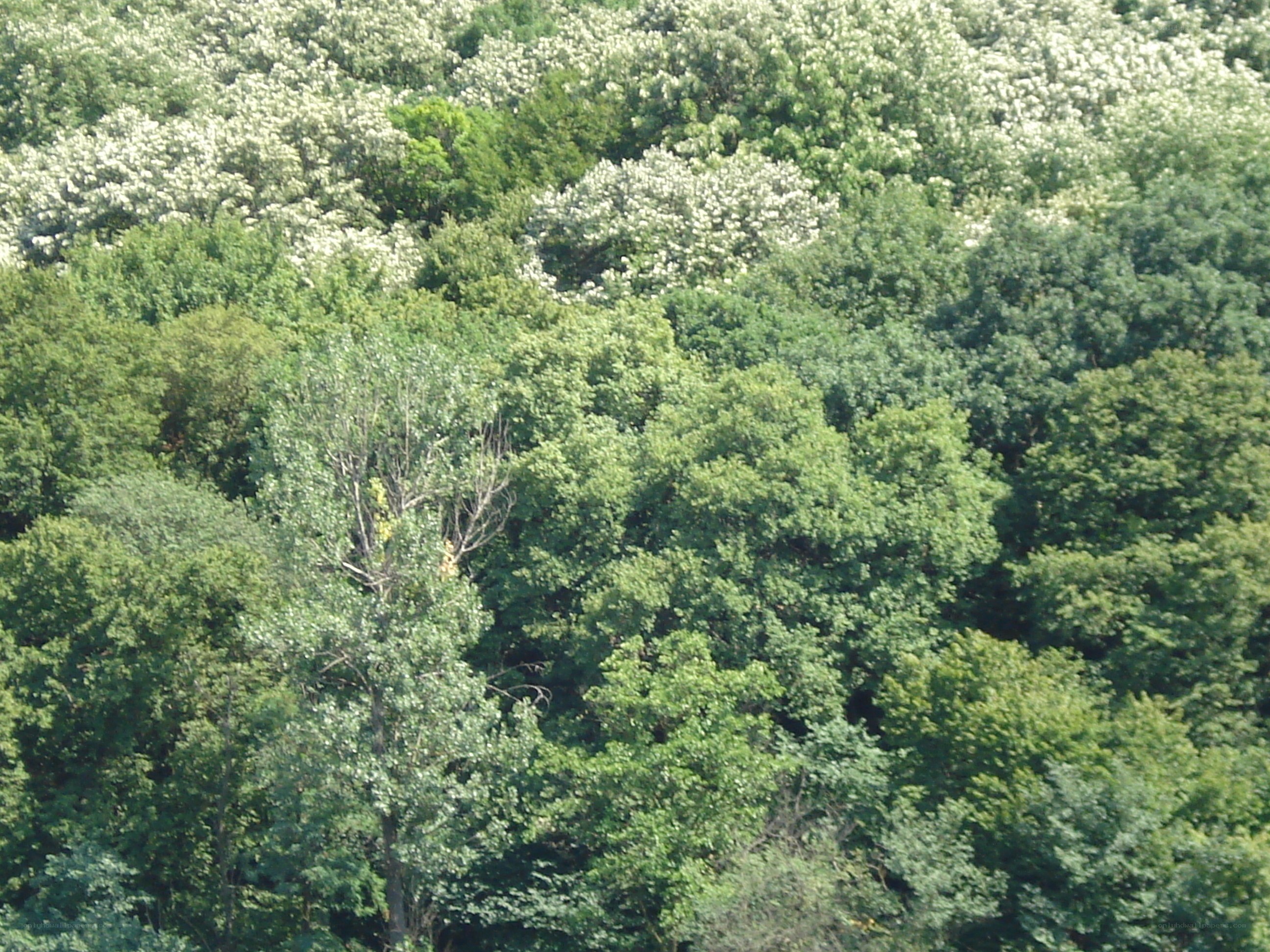 Forest canopy with white blossoms