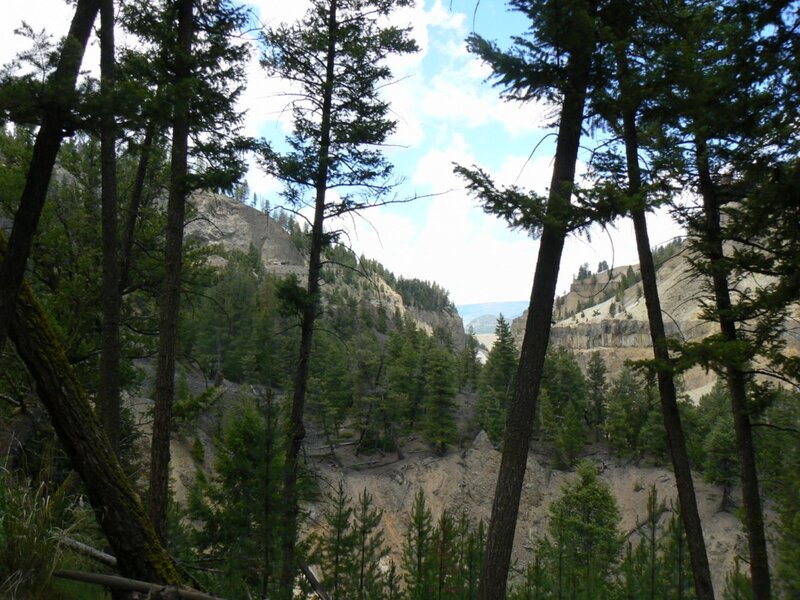 Forest Canyon View