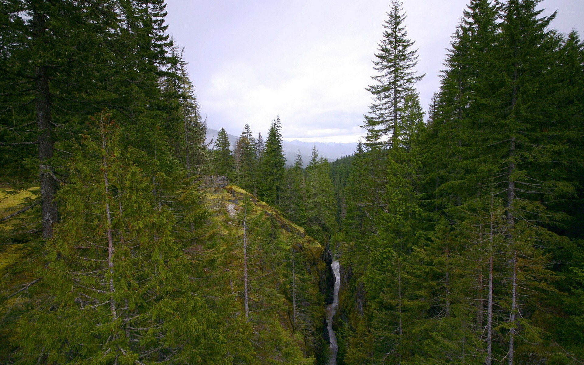 forest canyon with river