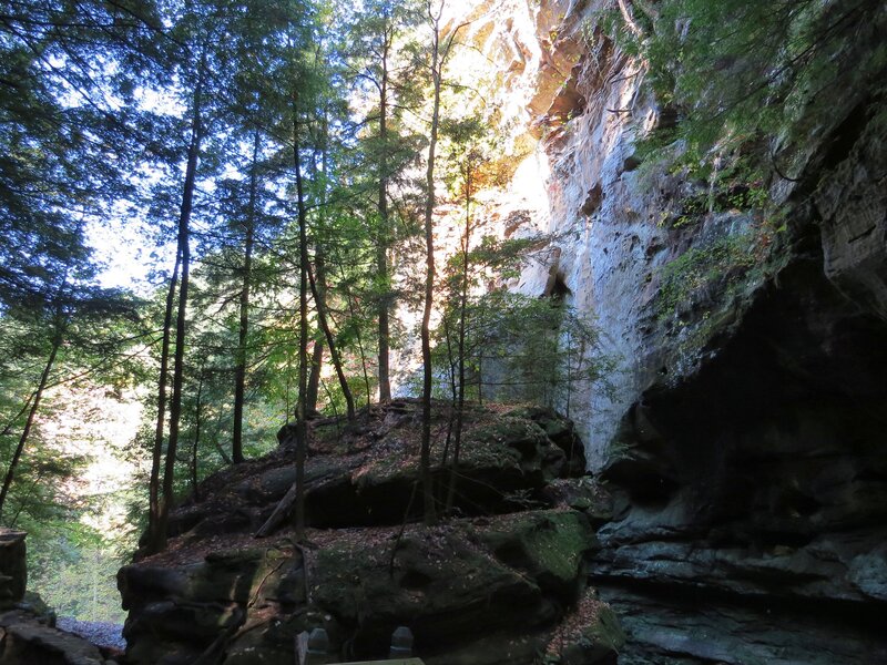 Forest Canyon with Rock Formations