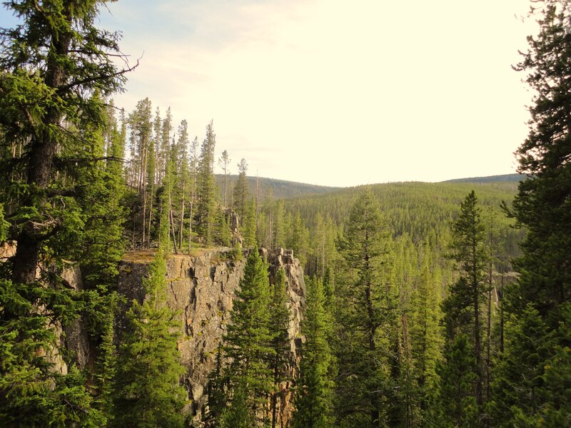 Forest canyon with rocky cliffs