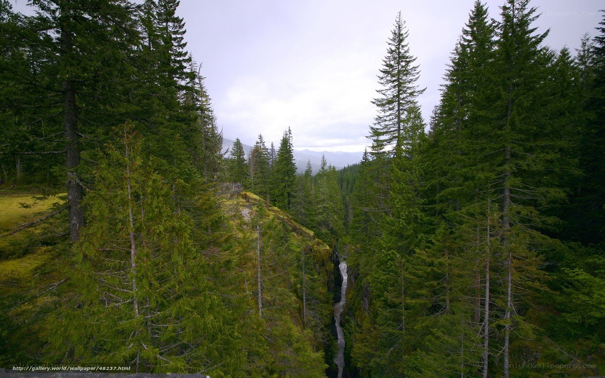 Forest canyon with waterfall