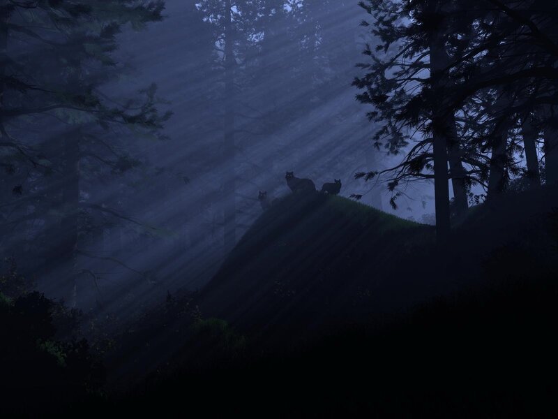 forest cats in moonlight